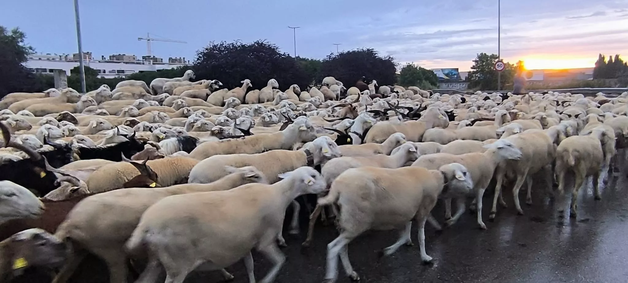Paso por Huesca de un rebaño de 1.200 ovejas y cabras de regreso a Castelflorite por la cabañera. Foto Joaquín Santafé