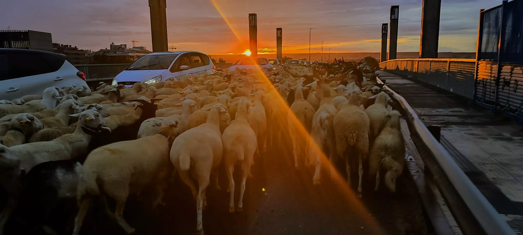 Paso por Huesca de un rebaño de 1.200 ovejas y cabras de regreso a Castelflorite por la cabañera. Foto Joaquín Santafé