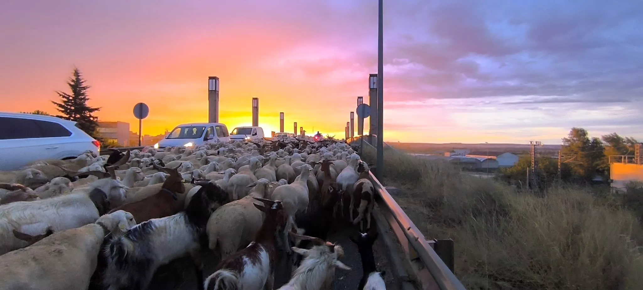 Paso por Huesca de un rebaño de 1.200 ovejas y cabras de regreso a Castelflorite por la cabañera. Foto Joaquín Santafé