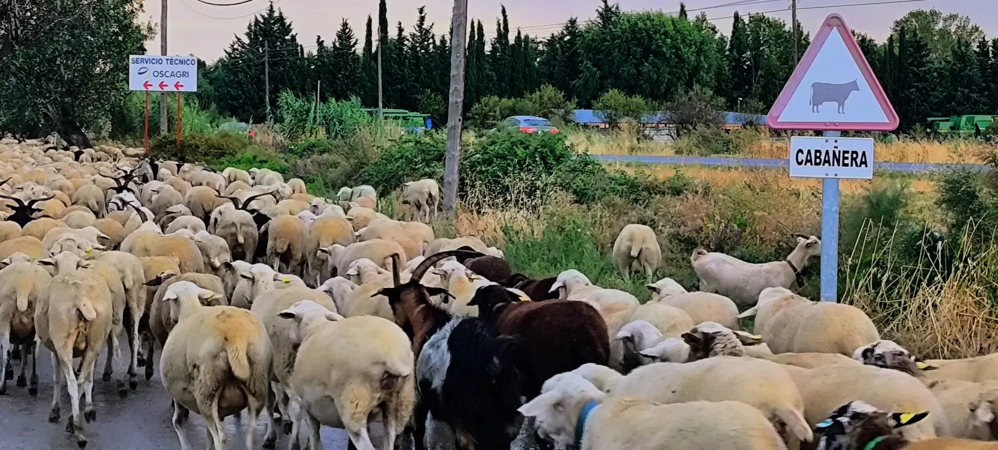 Paso por Huesca de un rebaño de 1.200 ovejas y cabras de regreso a Castelflorite por la cabañera. Foto Joaquín Santafé