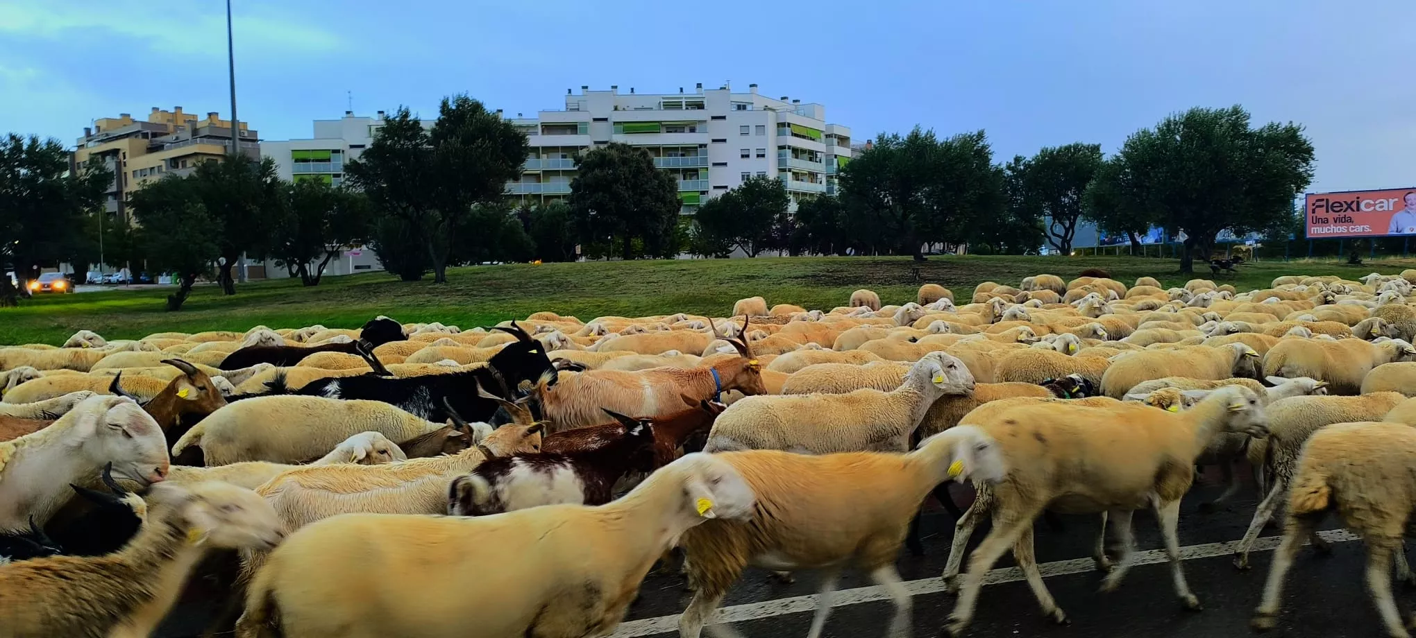 Paso por Huesca de un rebaño de 1.200 ovejas y cabras de regreso a Castelflorite por la cabañera. Foto Joaquín Santafé