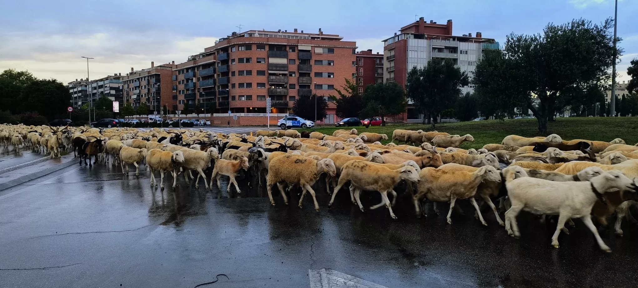 Paso por Huesca de un rebaño de 1.200 ovejas y cabras de regreso a Castelflorite por la cabañera. Foto Joaquín Santafé