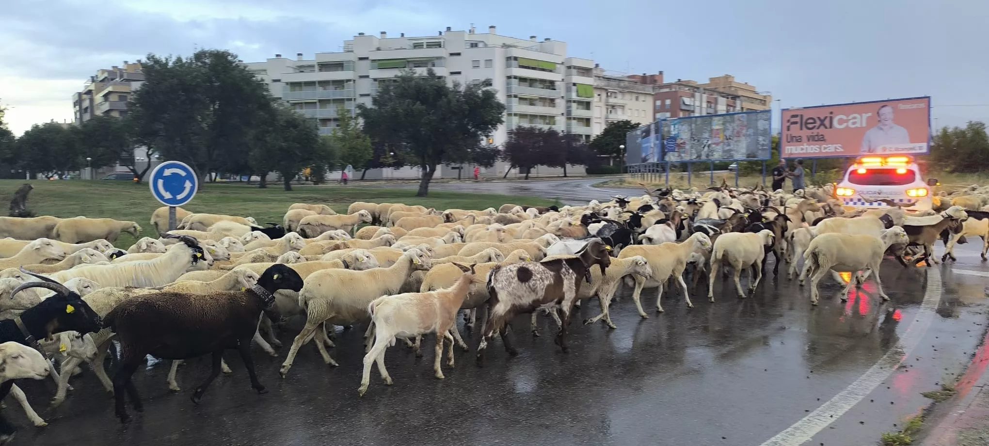 Paso por Huesca de un rebaño de 1.200 ovejas y cabras de regreso a Castelflorite por la cabañera. Foto Joaquín Santafé