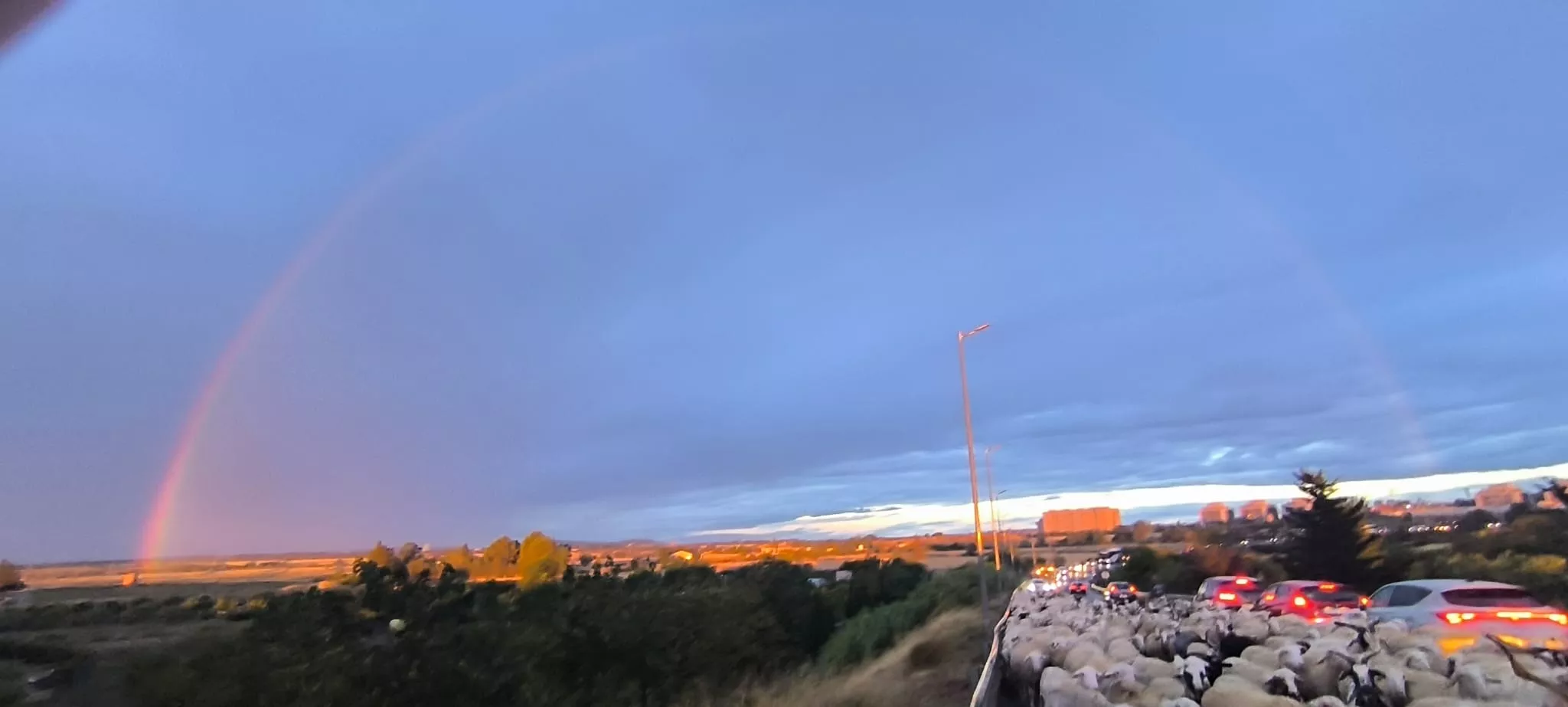 Paso por Huesca de un rebaño de 1.200 ovejas y cabras de regreso a Castelflorite por la cabañera. Foto Joaquín Santafé