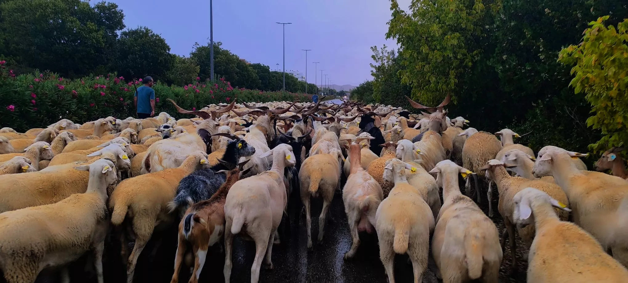 Un rebaño de 1.200 ovejas y cabras pasa por la cabañera de Huesca de regreso a Castelflorite.