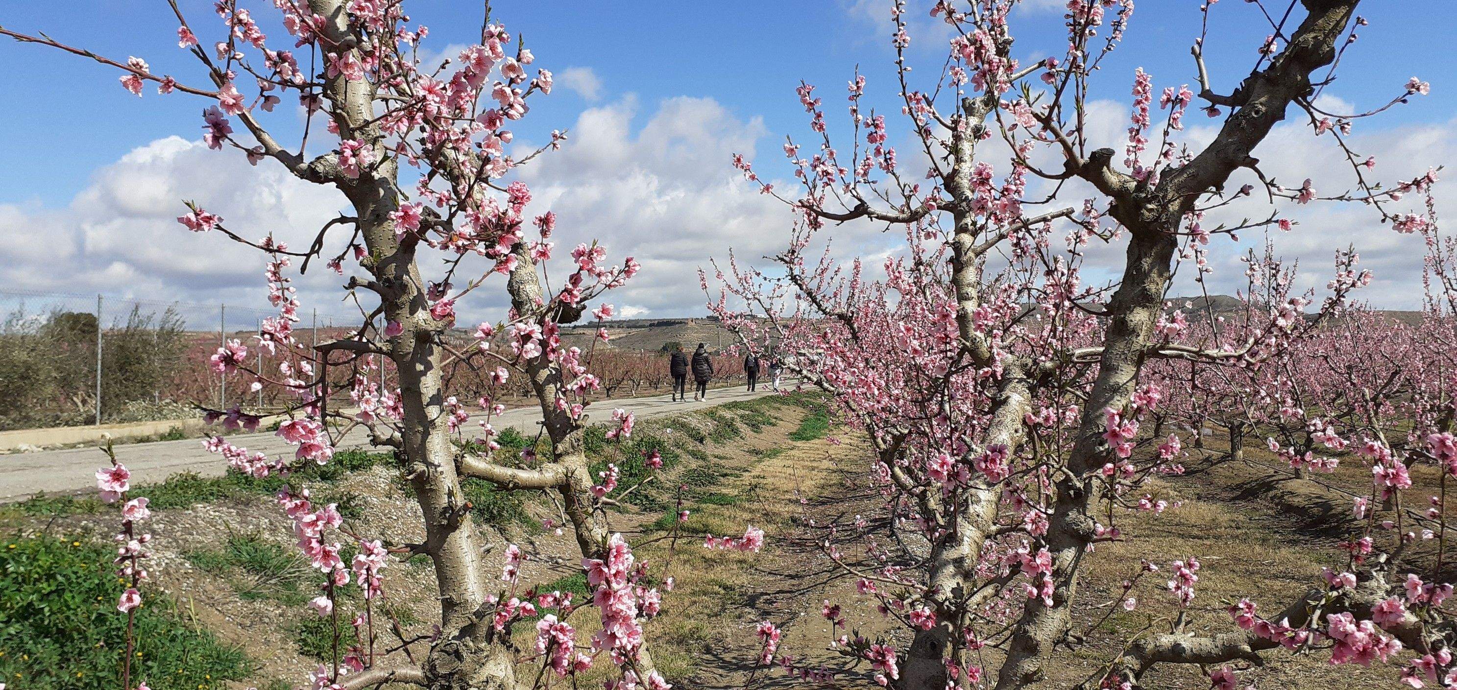 Imagen de una de las rutas para disfrutar de la floración en Fraga.
