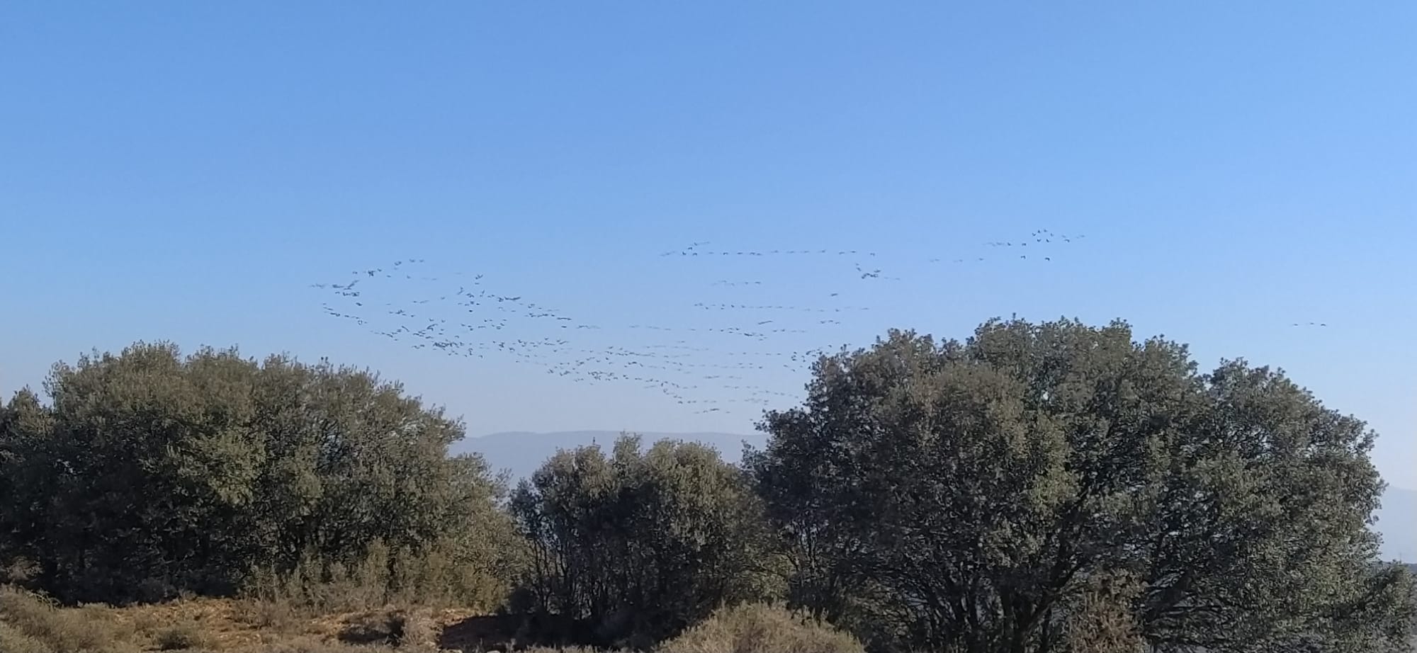 Imágenes de la migración de las grullas desde la Alberca de Alboré. Foto Joaquín Santafé