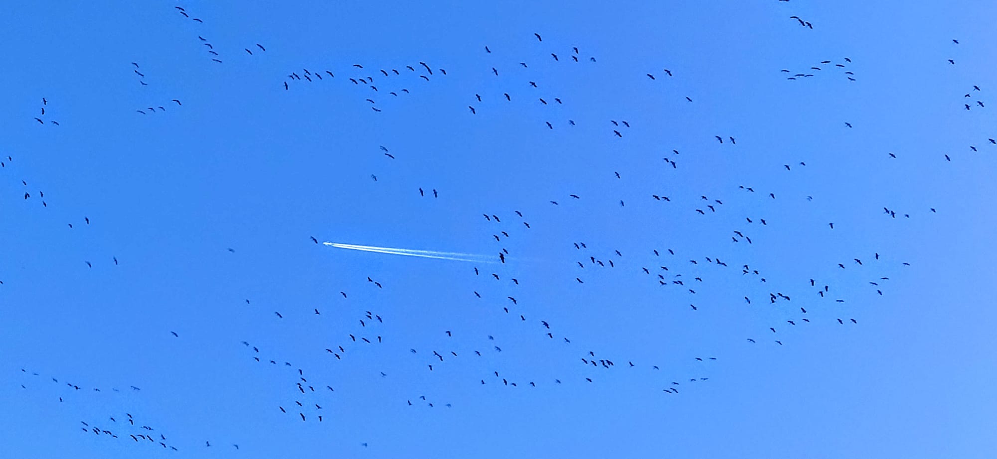 Imágenes de la migración de las grullas desde la Alberca de Alboré. Foto Joaquín Santafé