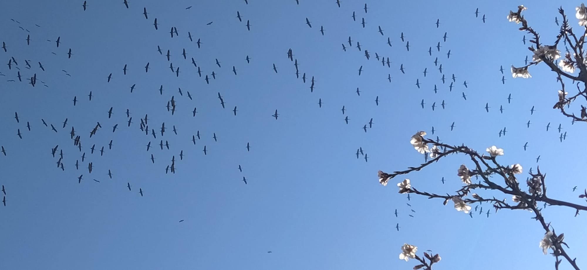 Imágenes de la migración de las grullas desde la Alberca de Alboré. Foto Joaquín Santafé