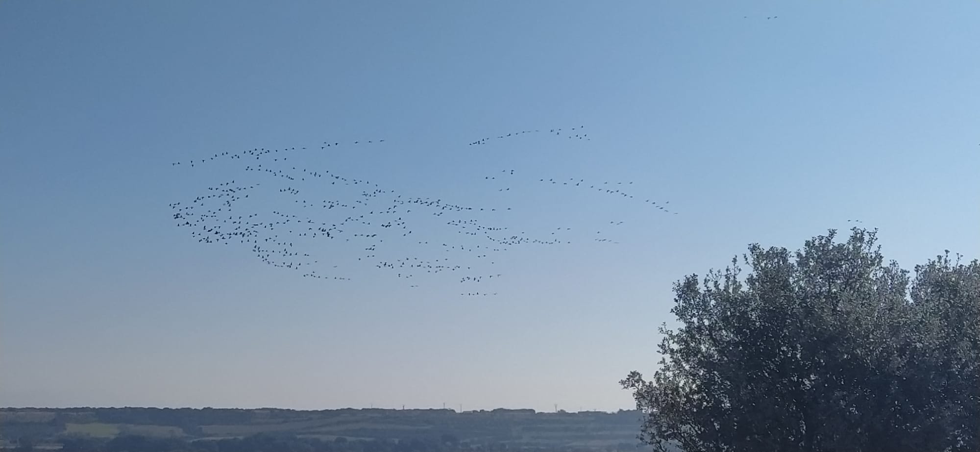Imágenes de la migración de las grullas desde la Alberca de Alboré. Foto Joaquín Santafé