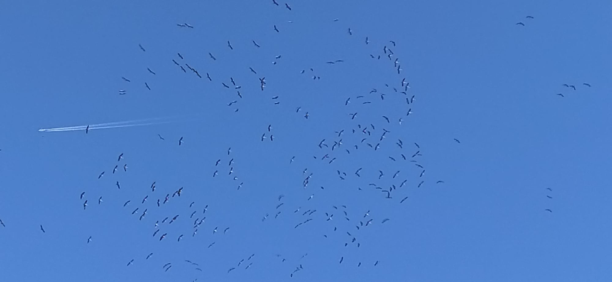 Imágenes de la migración de las grullas desde la Alberca de Alboré. Foto Joaquín Santafé