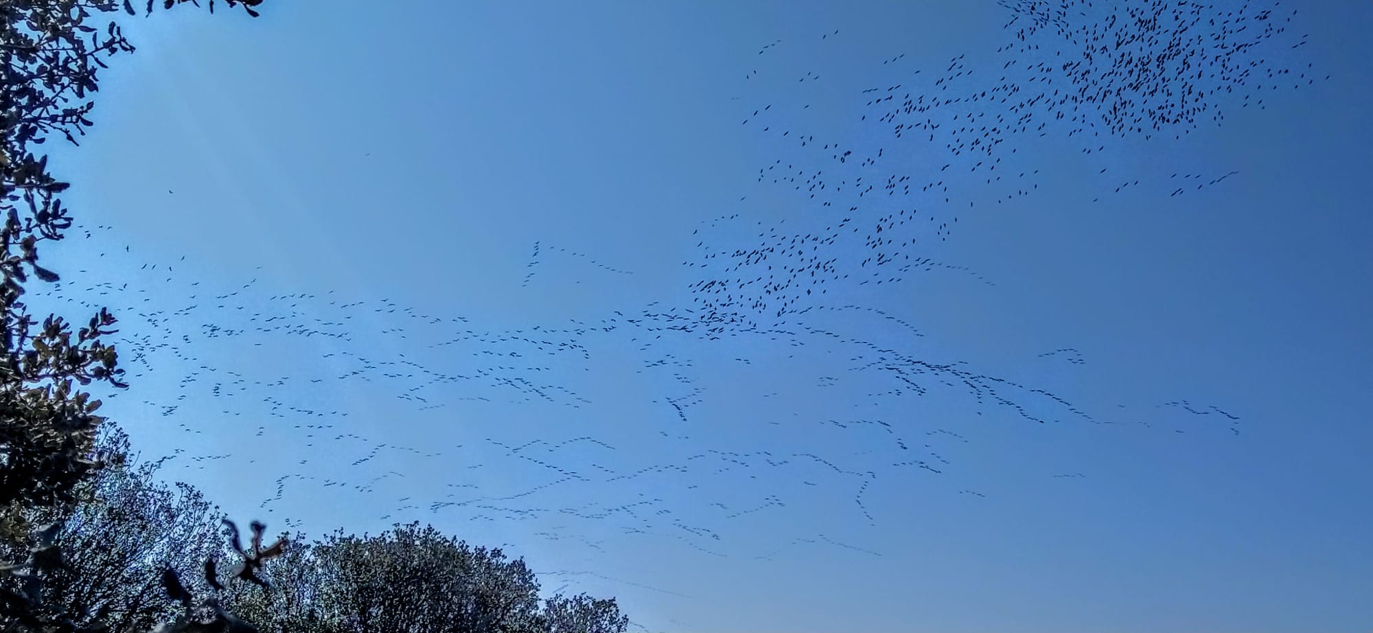 Imágenes de la migración de las grullas desde la Alberca de Alboré. Foto Joaquín Santafé
