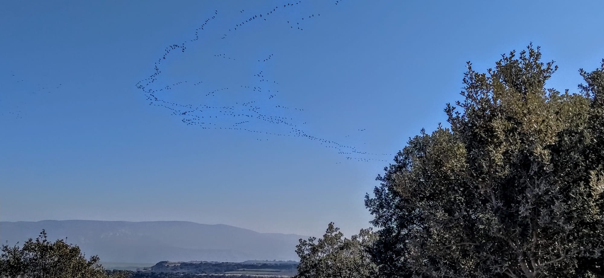 Imágenes de la migración de las grullas desde la Alberca de Alboré. Foto Joaquín Santafé