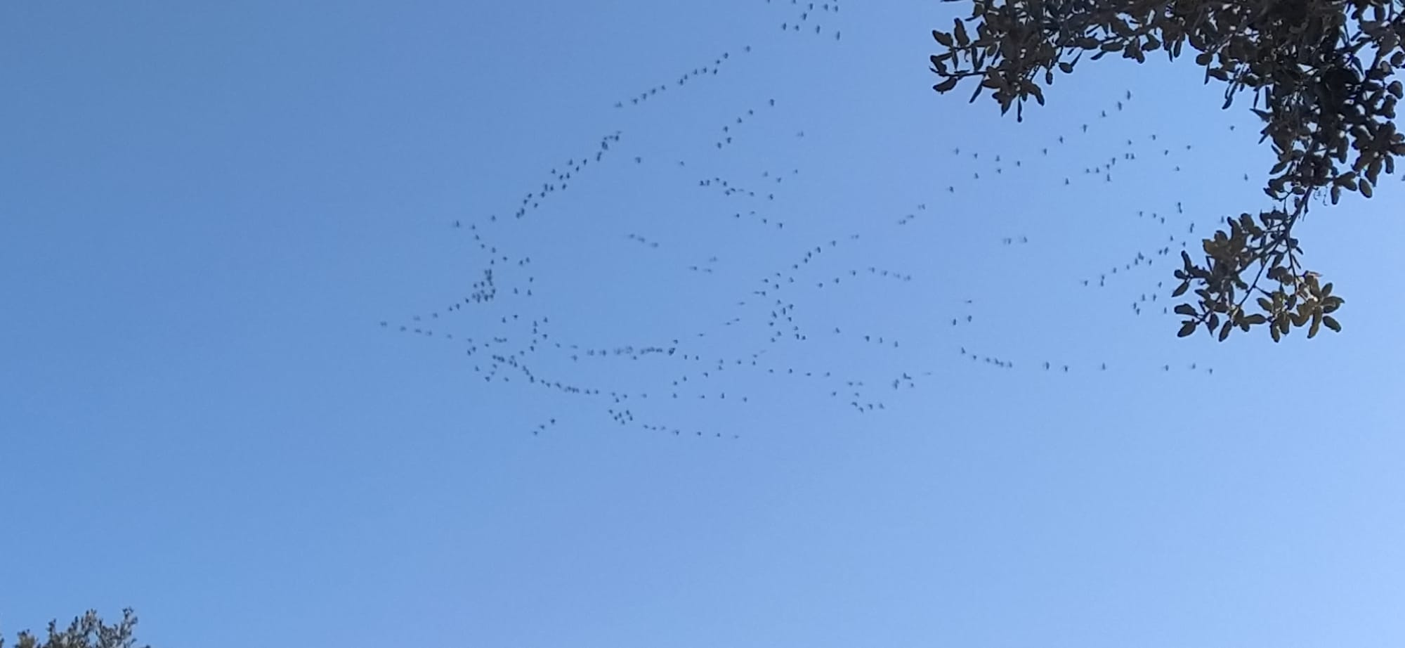 Imágenes de la migración de las grullas desde la Alberca de Alboré. Foto Joaquín Santafé