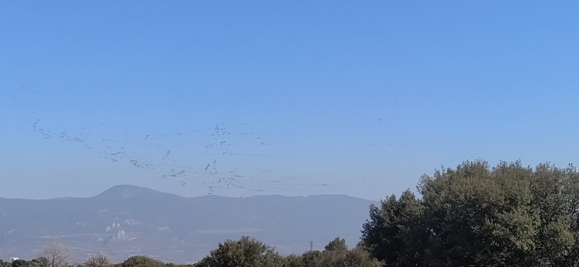 Imágenes de la migración de las grullas desde la Alberca de Alboré. Foto Joaquín Santafé