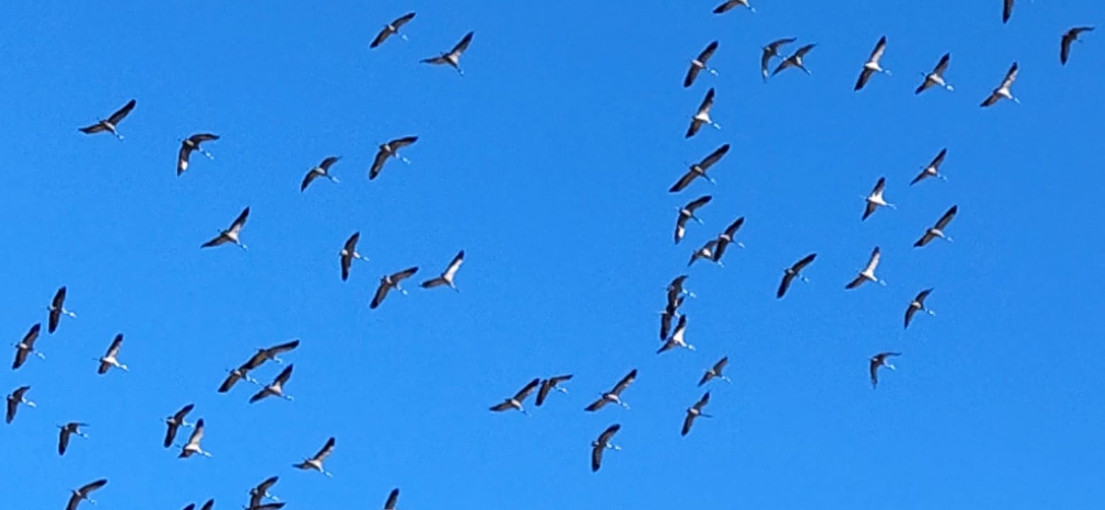 Imágenes de la migración de las grullas desde la Alberca de Alboré. Foto Joaquín Santafé