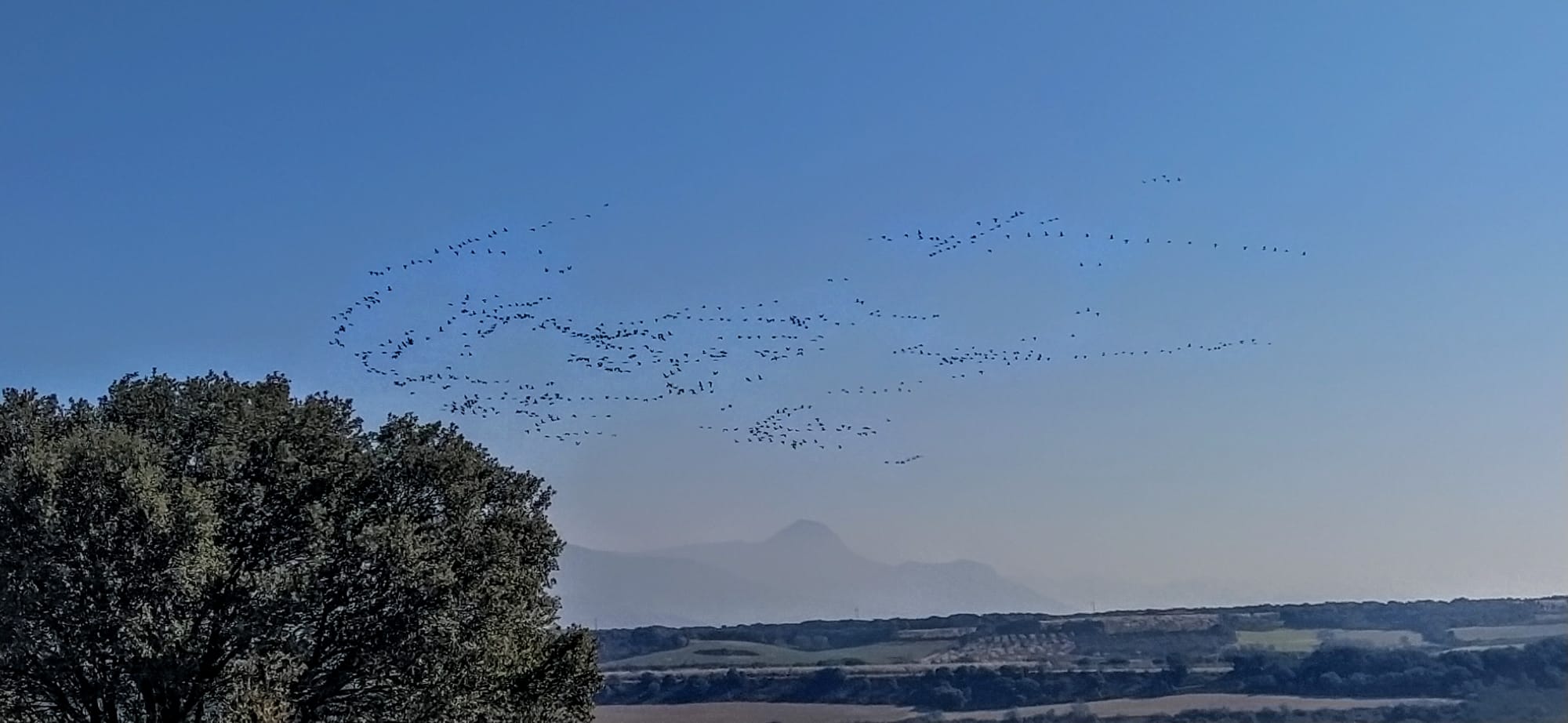 Imágenes de la migración de las grullas desde la Alberca de Alboré. Foto Joaquín Santafé