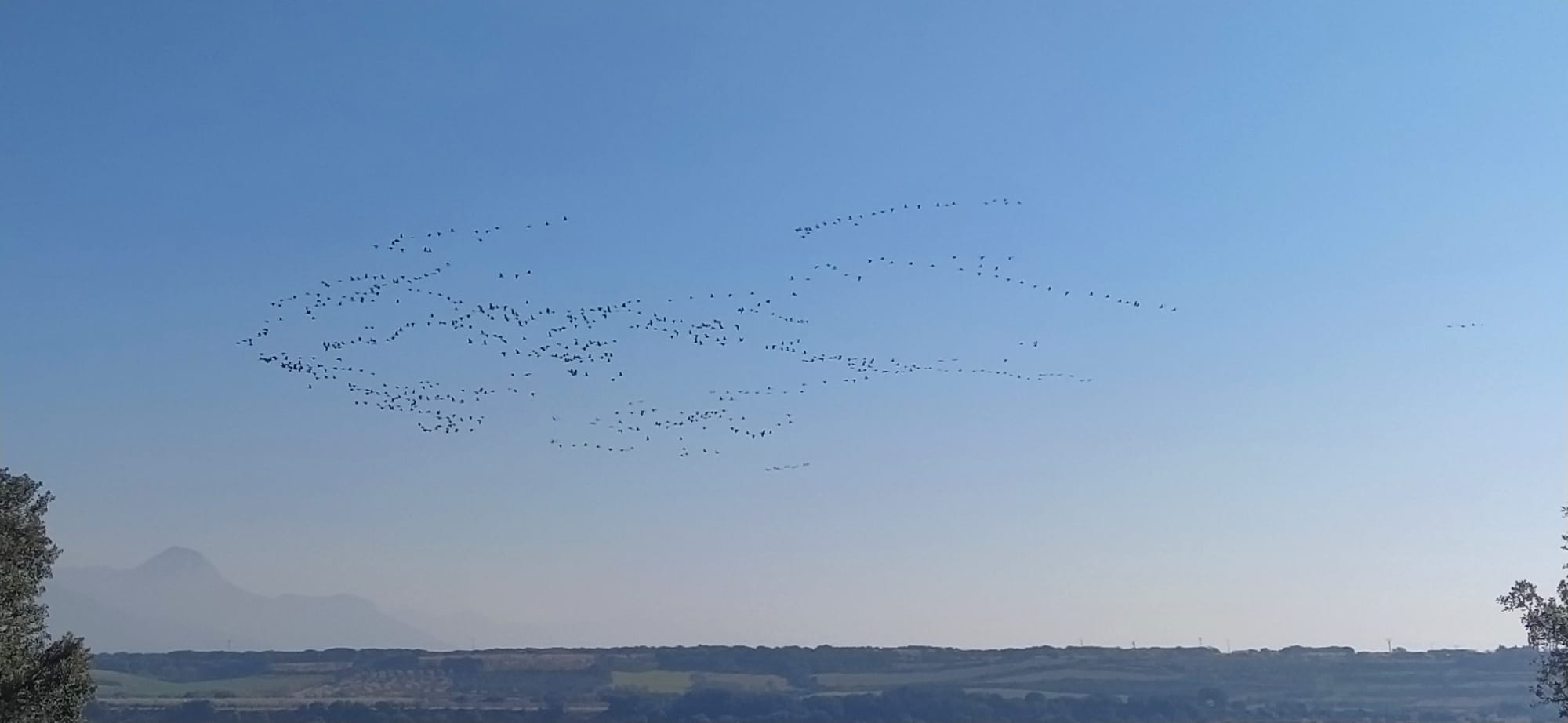 Imágenes de la migración de las grullas desde la Alberca de Alboré. Foto Joaquín Santafé