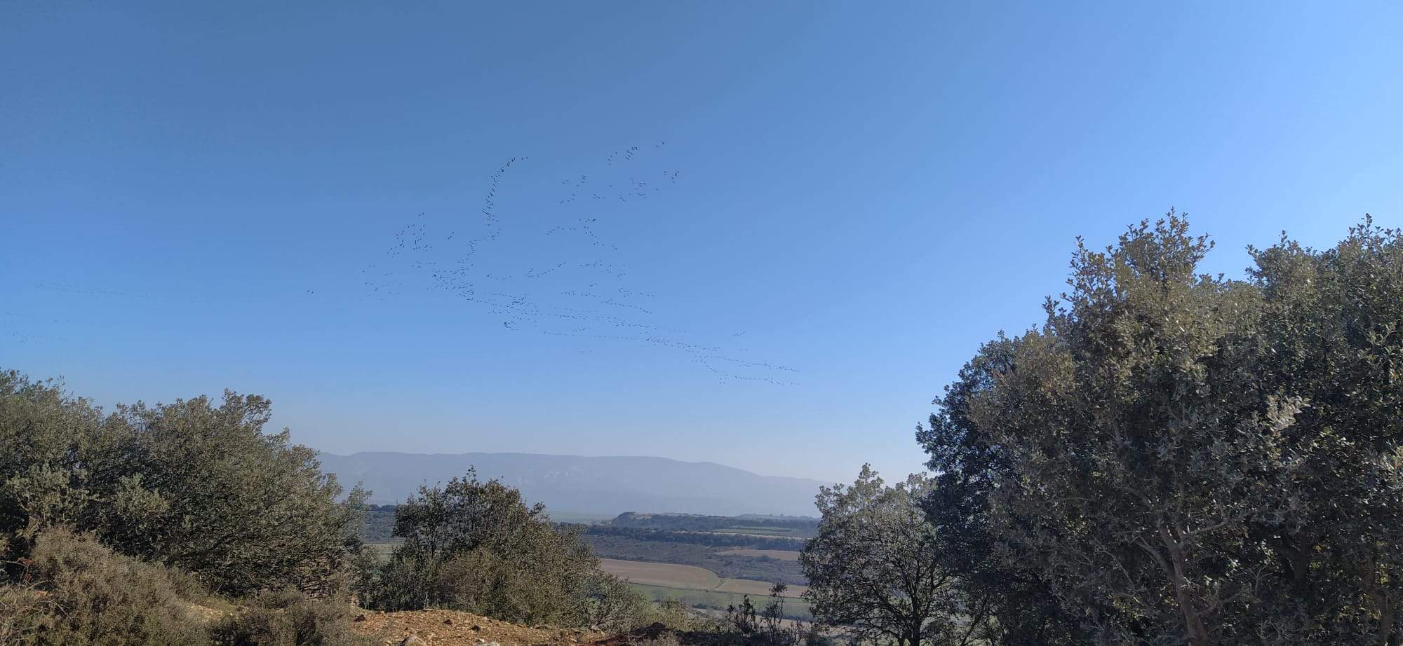 Imágenes de la migración de las grullas desde la Alberca de Alboré. Foto Joaquín Santafé