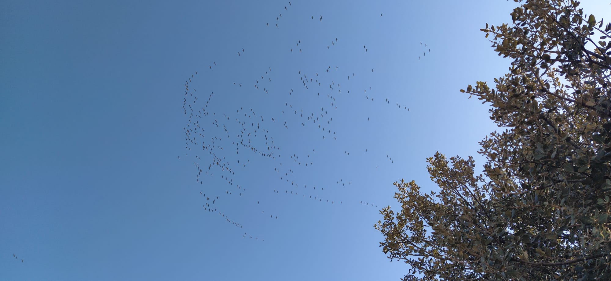 Imágenes de la migración de las grullas desde la Alberca de Alboré. Foto Joaquín Santafé