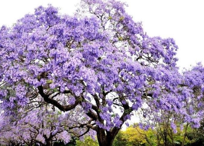 Un ejemplar de paulonia será plantado en Binéfar para conmemorar el 8M.