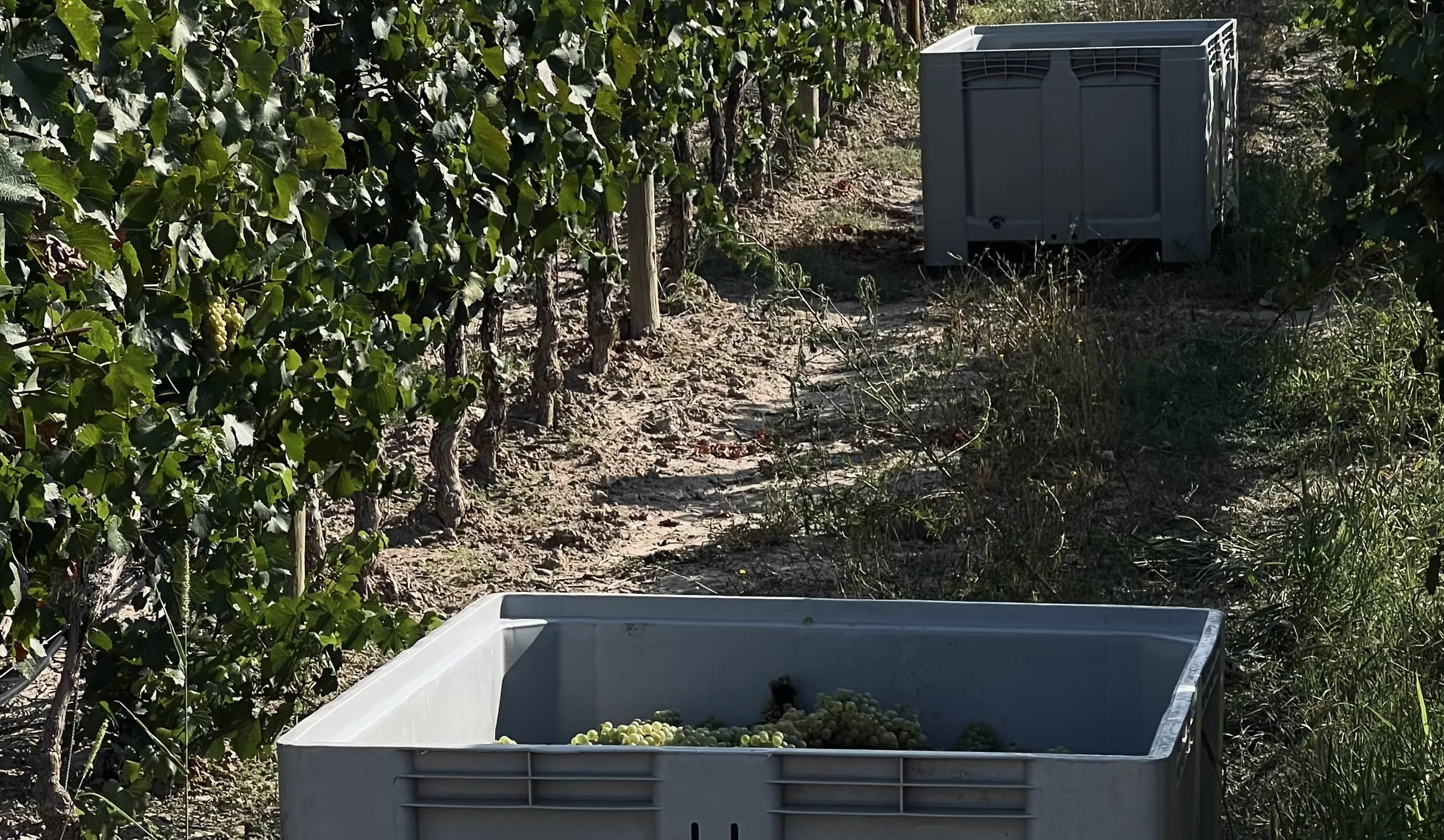 Vendimia en el Somontano en una parcela con variedad blanca