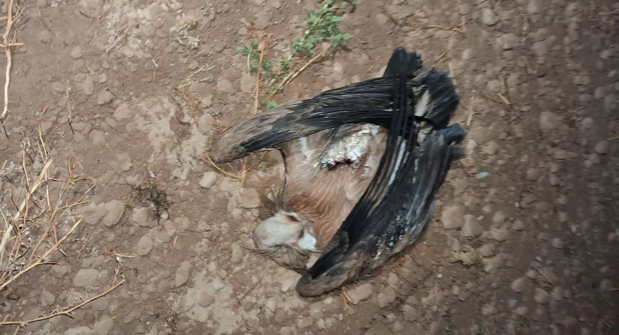 Buitre muerto tras impactar en una línea de tensión en Caladrones