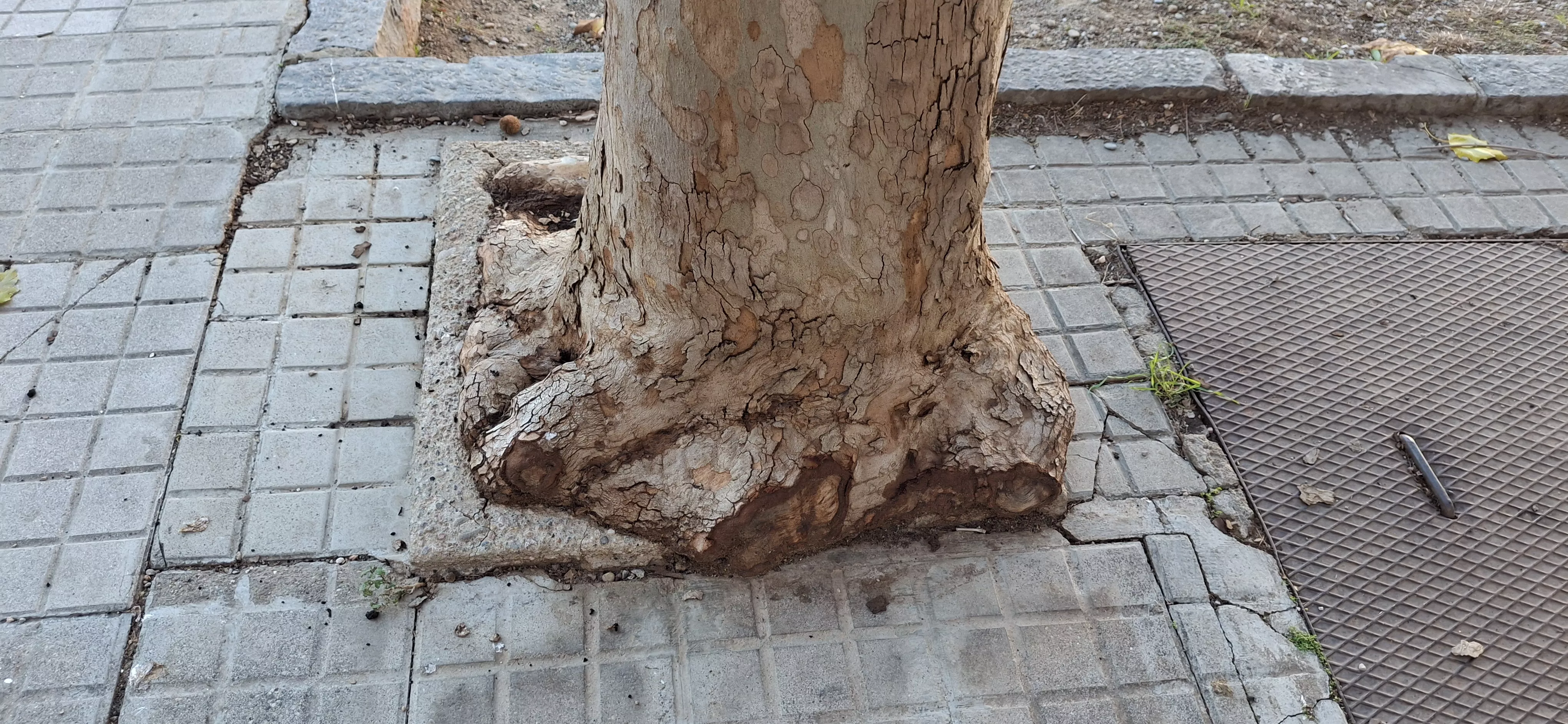 Ecologistas en Acción y Árboles Vivos registran 1267 puntos negros en el arbolado urbano en Huesca.