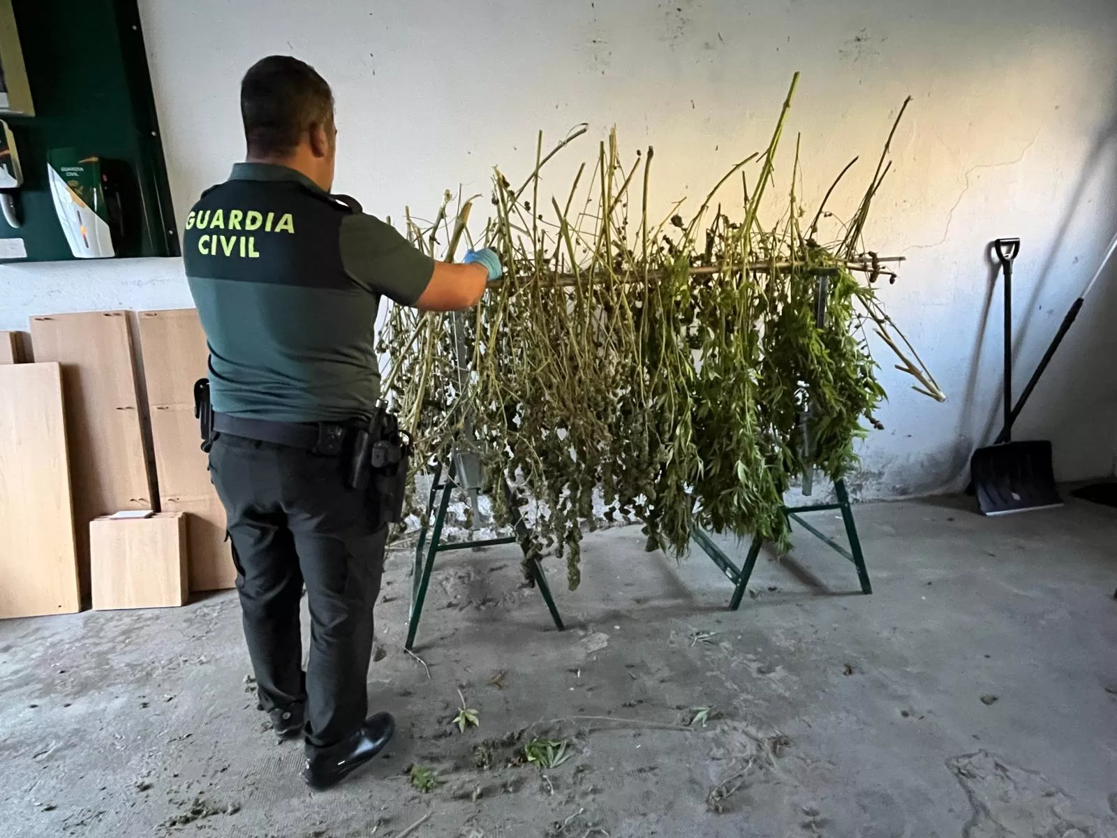 La Guardia Civil investiga a un hombre en Panticosa tras hallar una plantación de cannabis en una finca.
