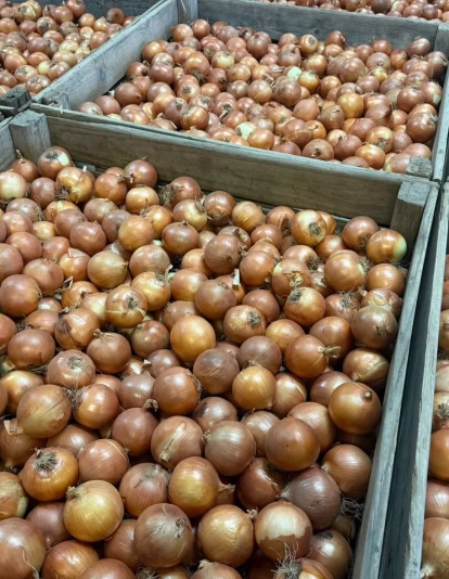 Cebollas del Cinca Cebollas del Cinca