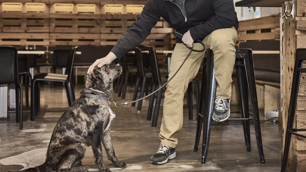 El Somontano, finalista de los premios IWC por su proyecto «Enoturismo con perros»