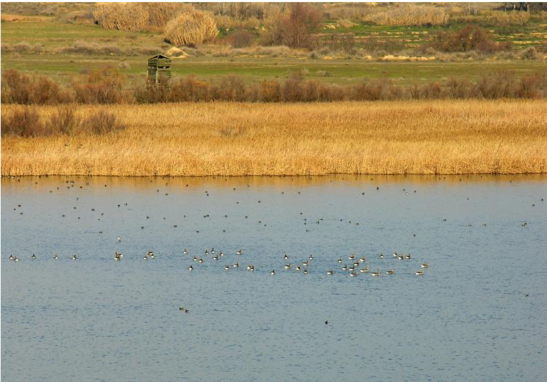 La Laguna de Sariñena se prepara para la afluencia de aves. Foto: Ayuntamiento de Sariñena