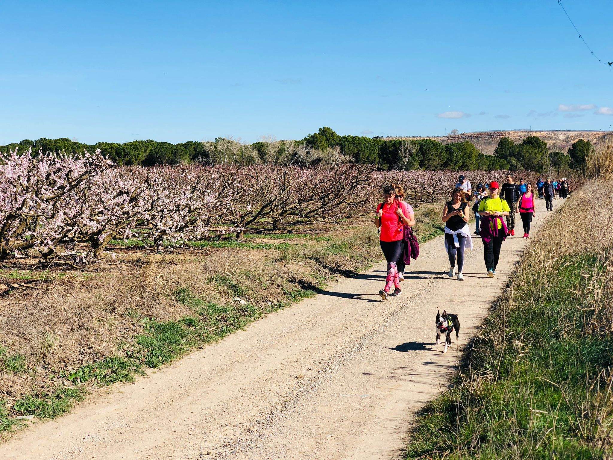Ruta por los frutales en flor en Velilla de Cinca