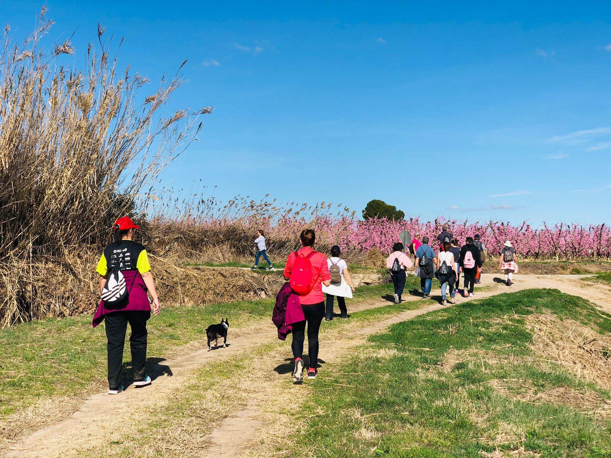 Ruta por los frutales en flor en Velilla de Cinca