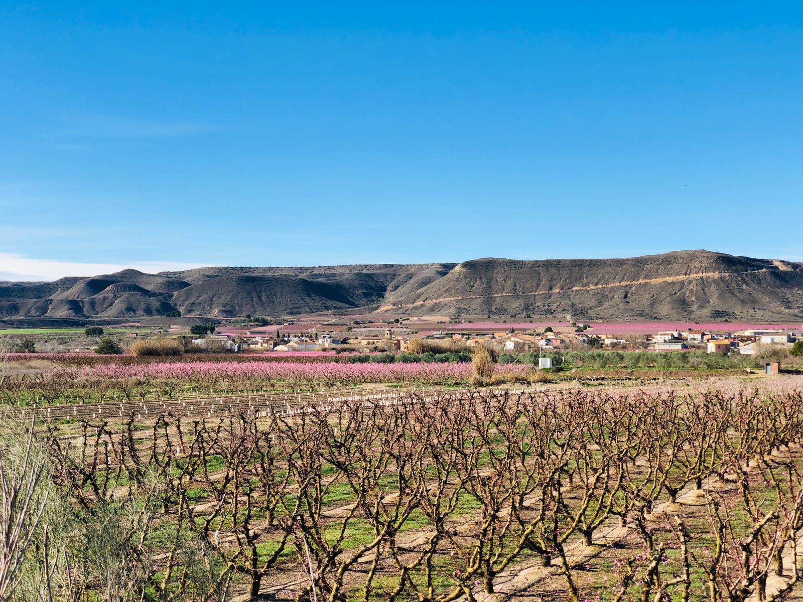 Ruta por los frutales en flor en Velilla de Cinca