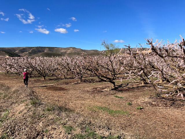 Ruta por los frutales en flor en Velilla de Cinca