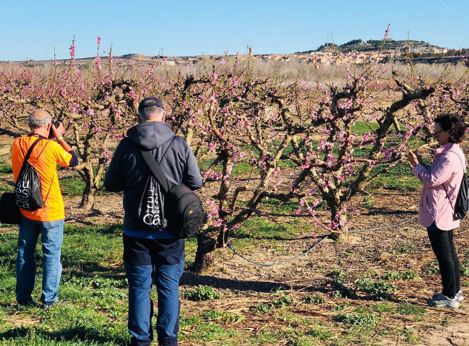 Ruta por los frutales en flor en Velilla de Cinca