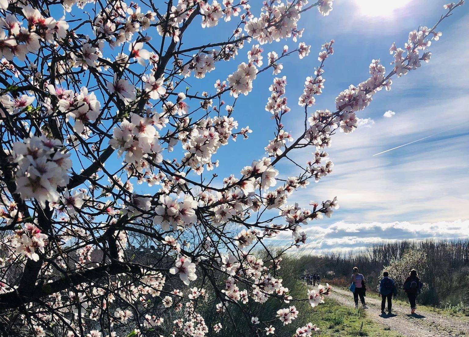 Ruta por los frutales en flor en Velilla de Cinca