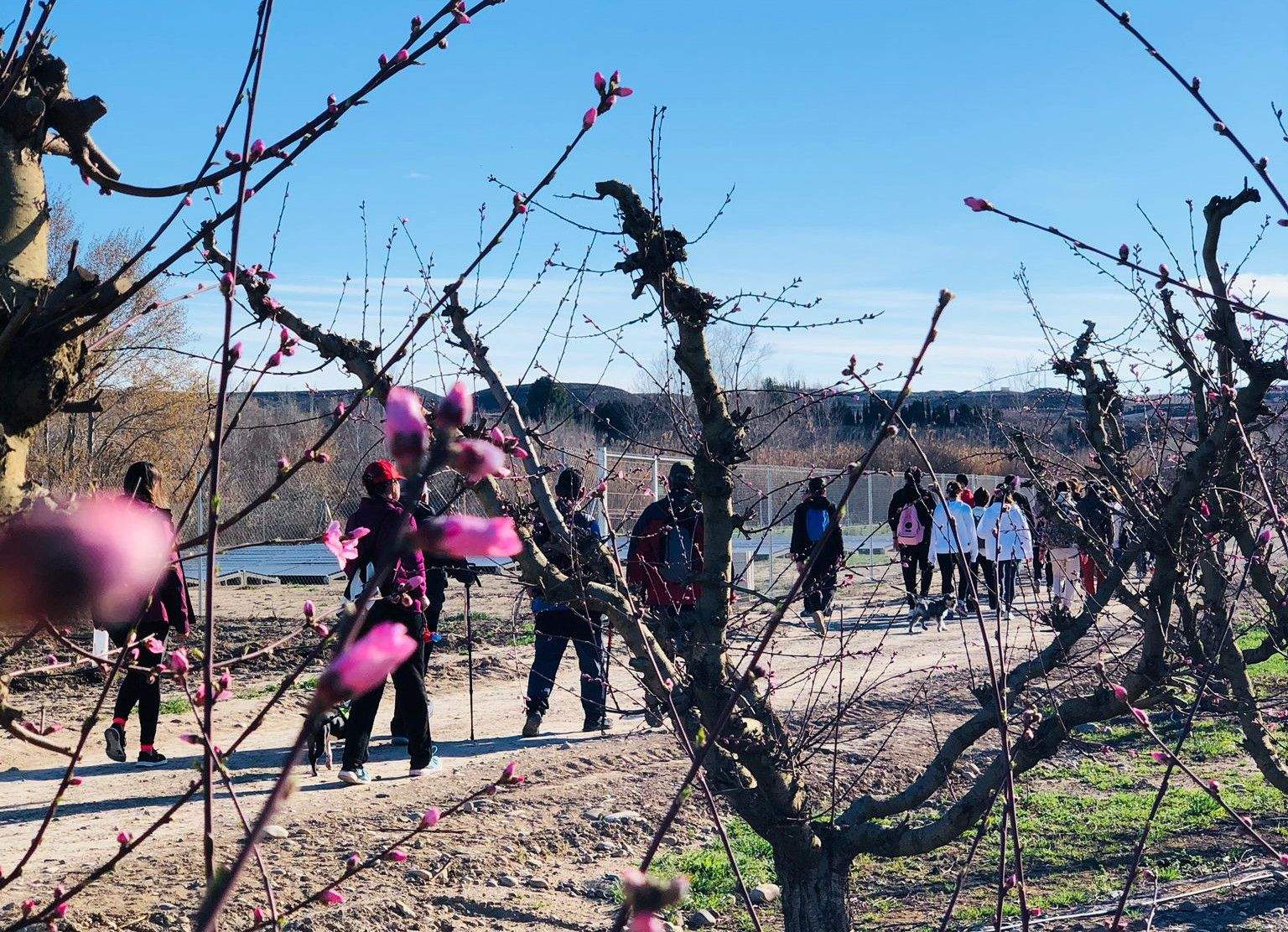 Ruta por los frutales en flor en Velilla de Cinca
