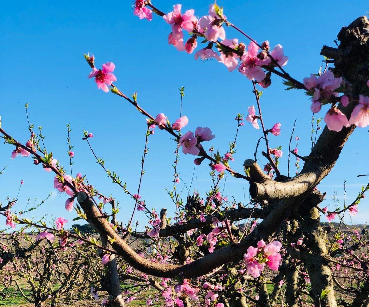 Ruta por los frutales en flor en Velilla de Cinca