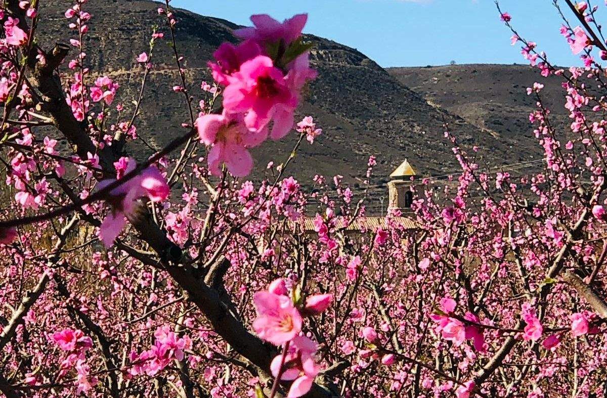 Ruta por los frutales en flor en Velilla de Cinca