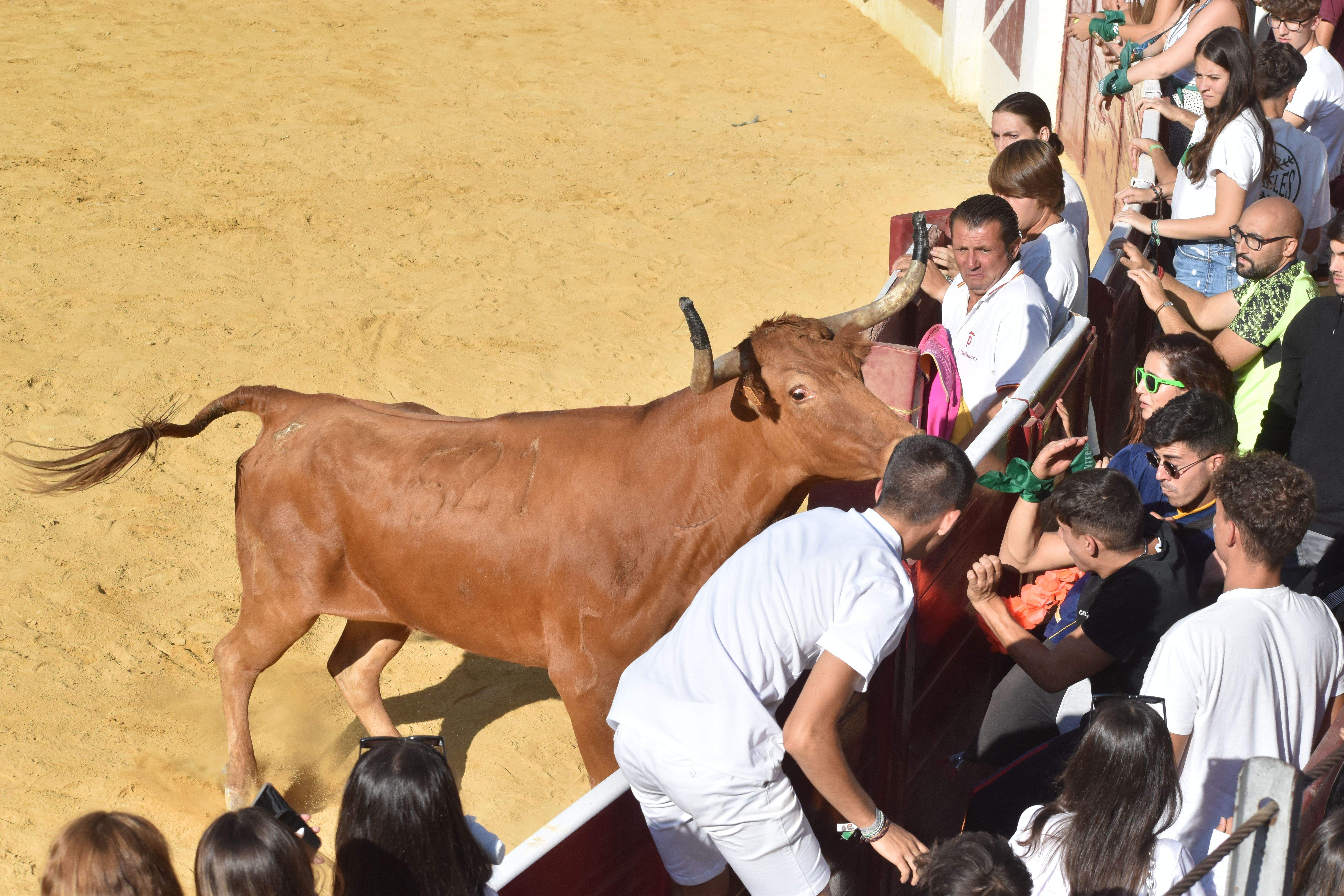 Imagen tomada este lunes en las vaquillas de Huesca.