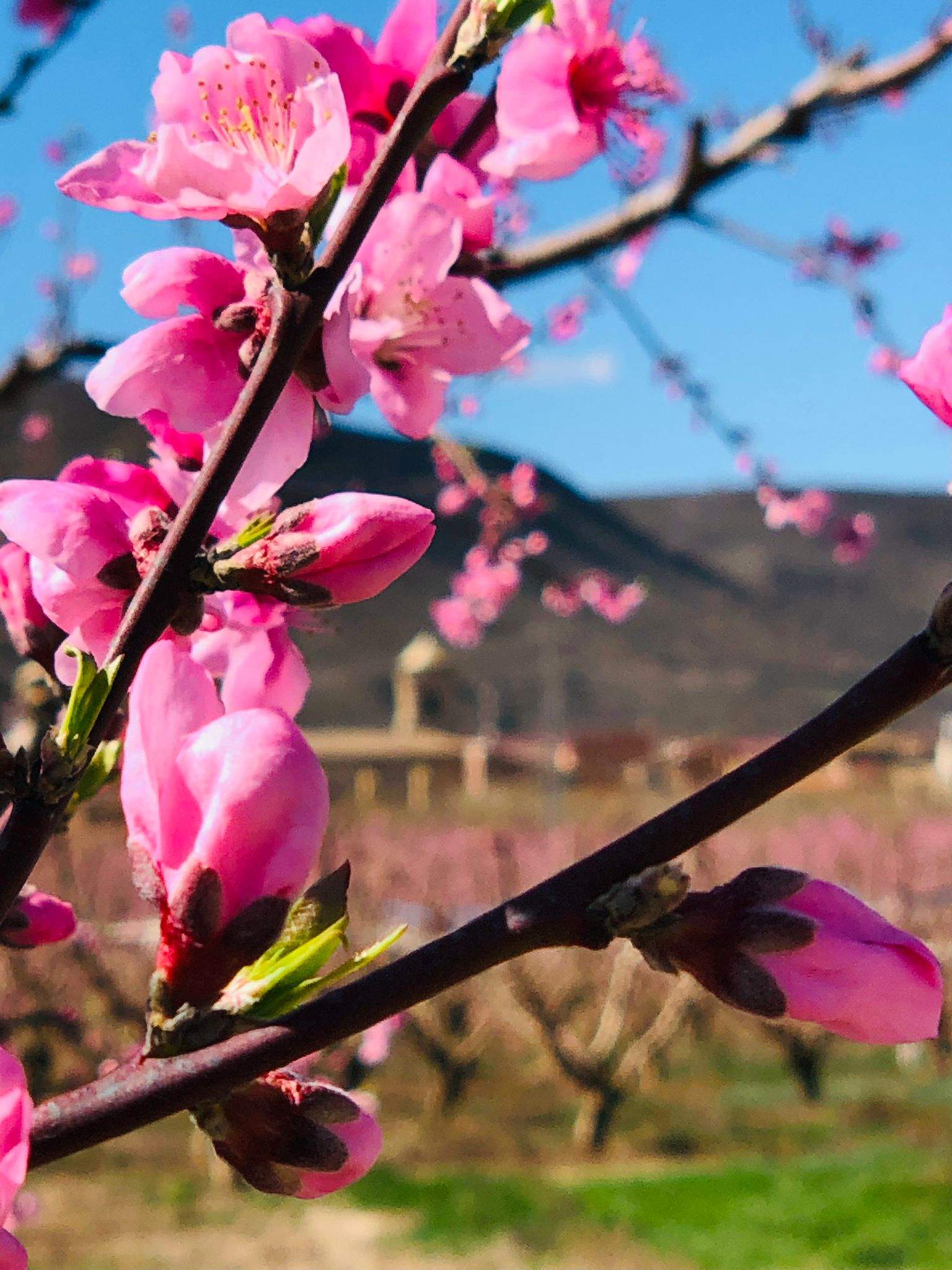 Trail Velilla de Cinca y Ruta de la Floración