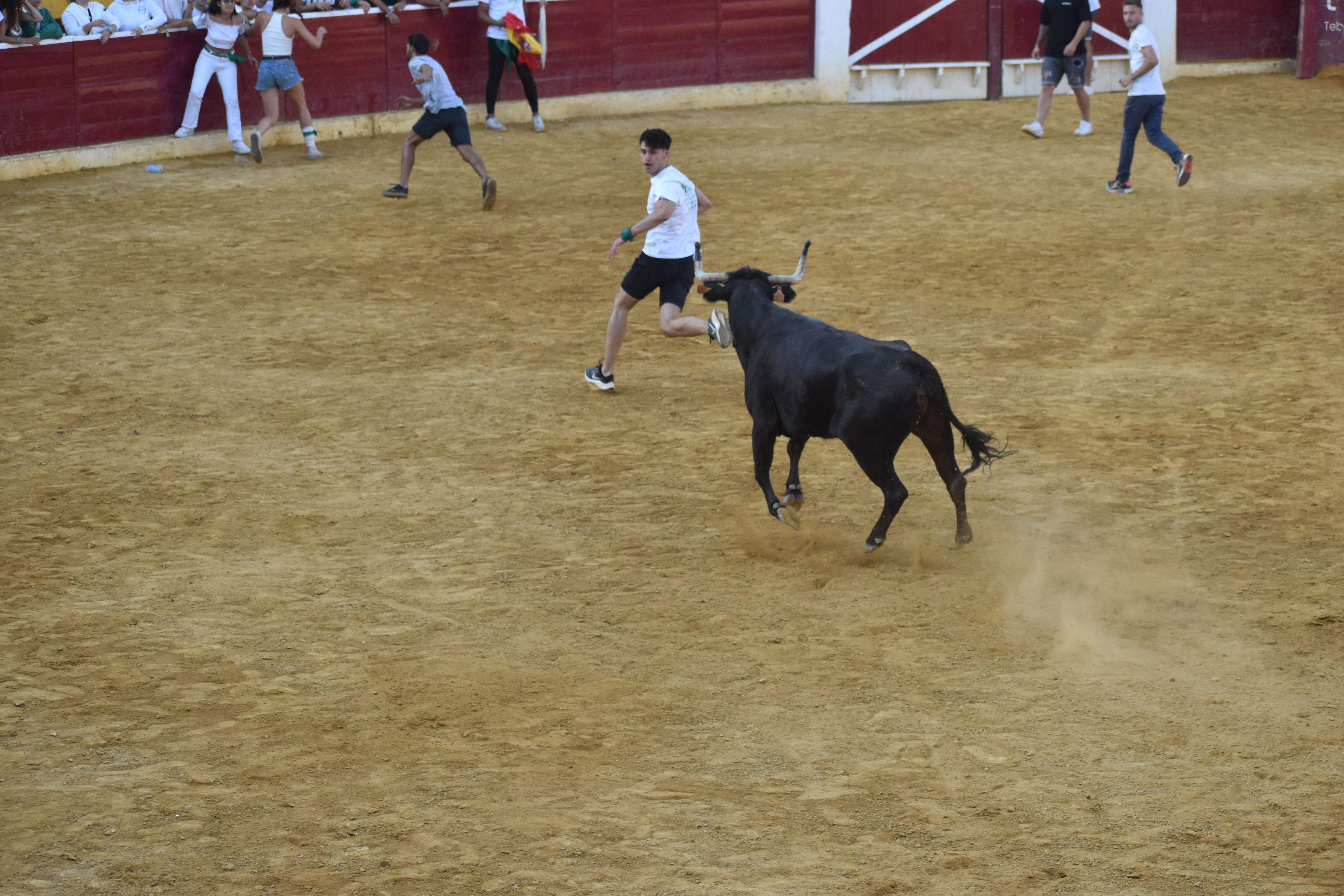 Vaquillas de este lunes 15 de agosto. Foto Carlos Jalle 
