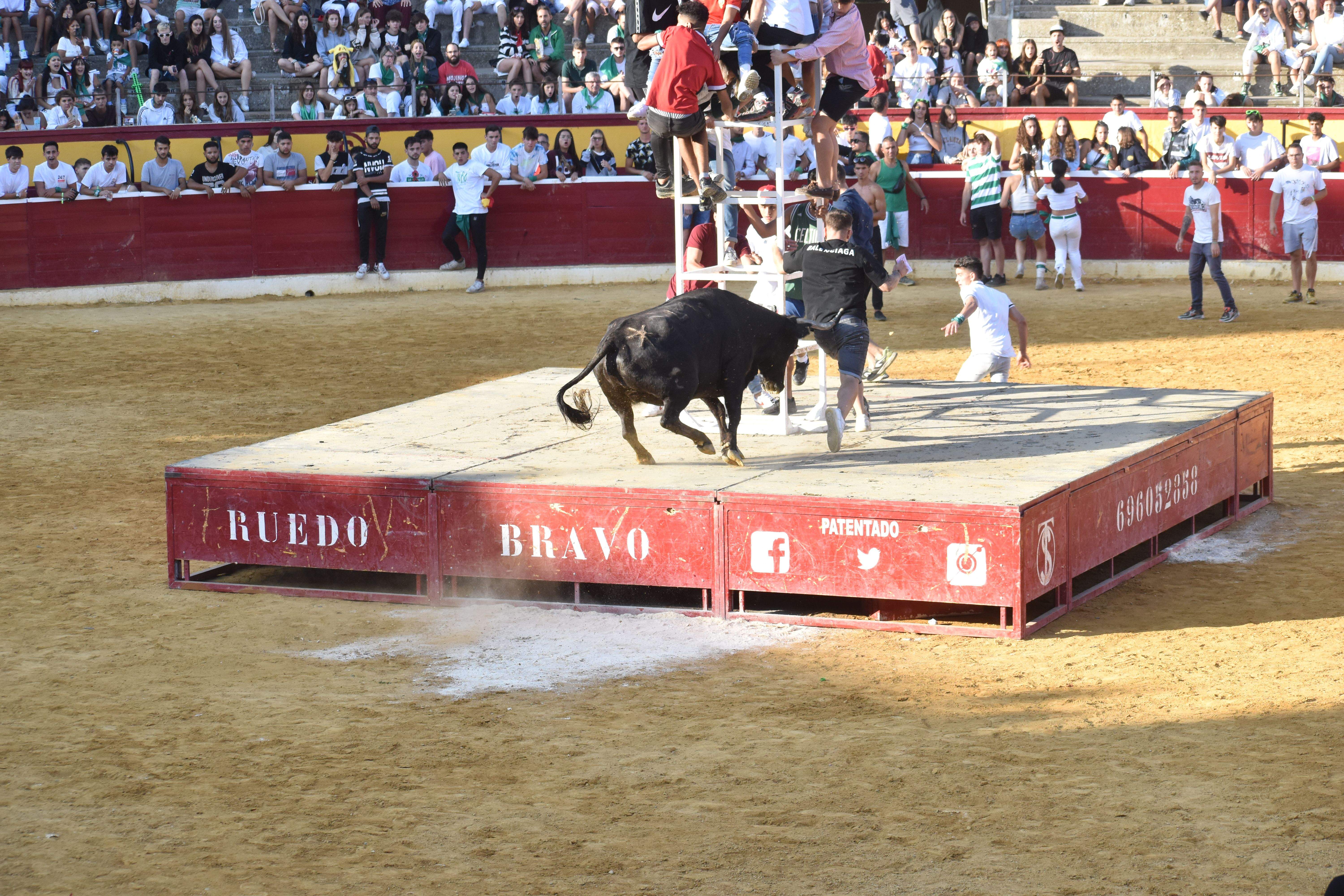 Vaquillas de este lunes 15 de agosto. Foto Carlos Jalle 