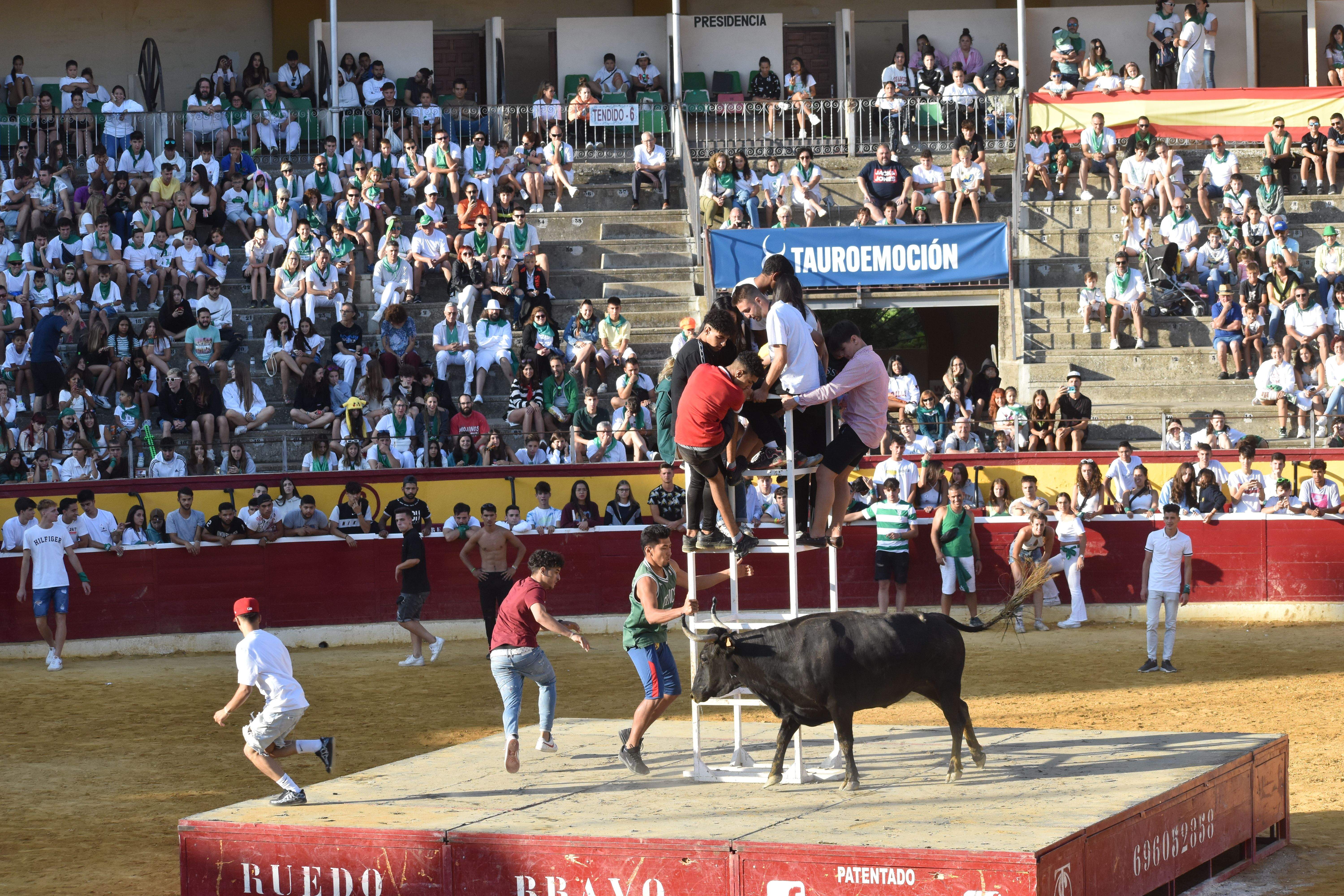 Vaquillas de este lunes 15 de agosto. Foto Carlos Jalle 