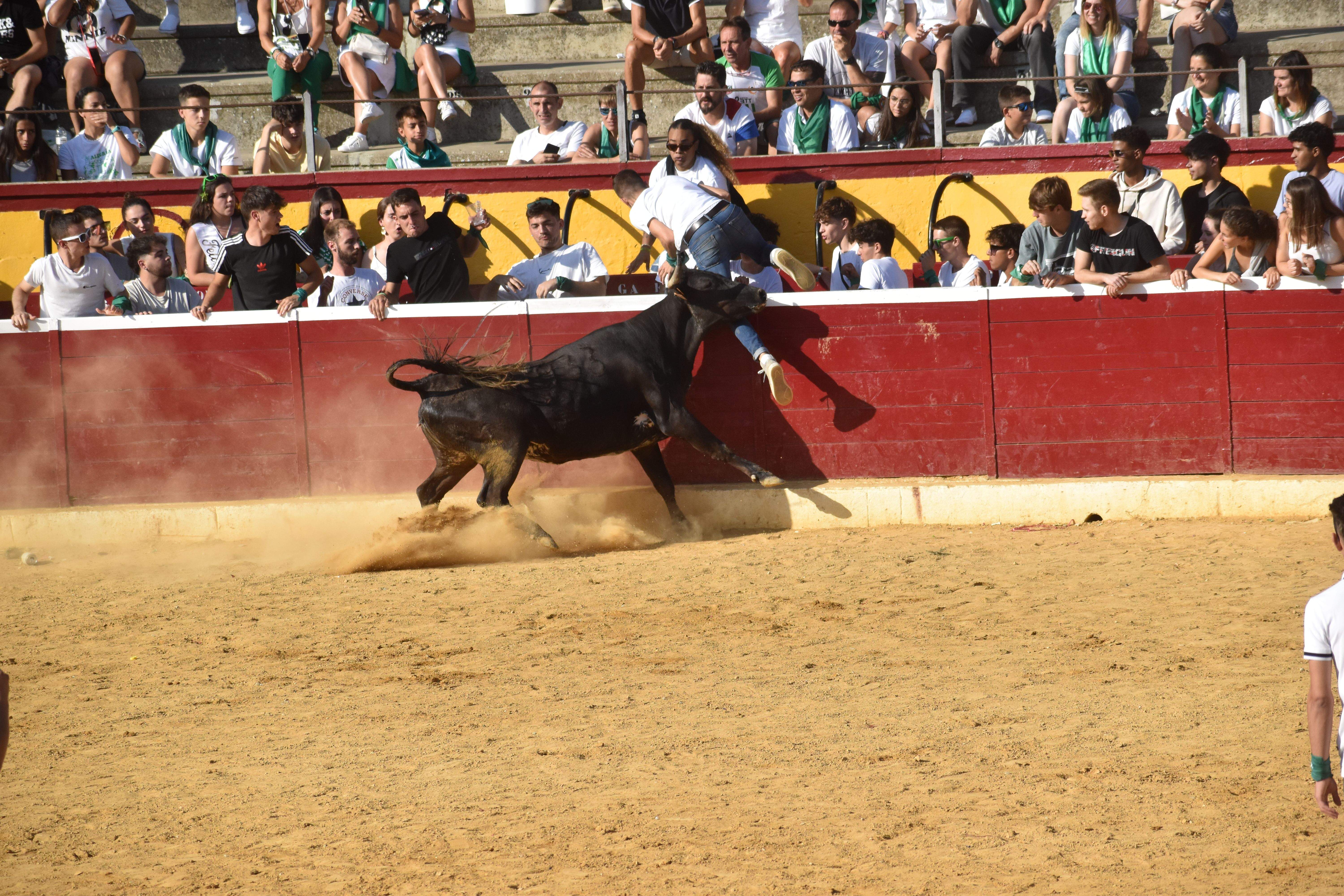 Vaquillas de este lunes 15 de agosto. Foto Carlos Jalle 