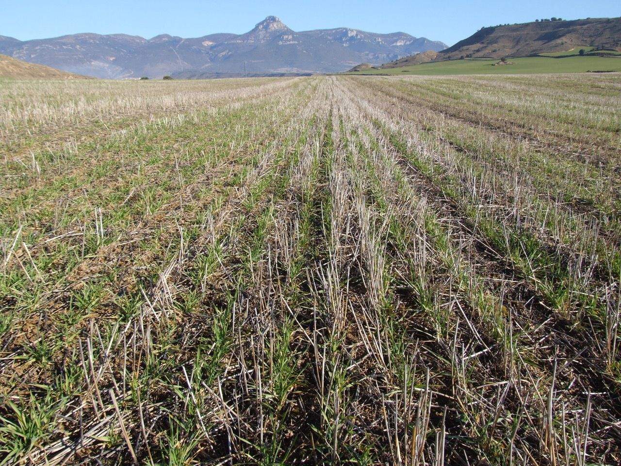 La ley de Restitución de la Naturaleza ha provocado división política y agraria. Asaja alerta de sus consecuencias.