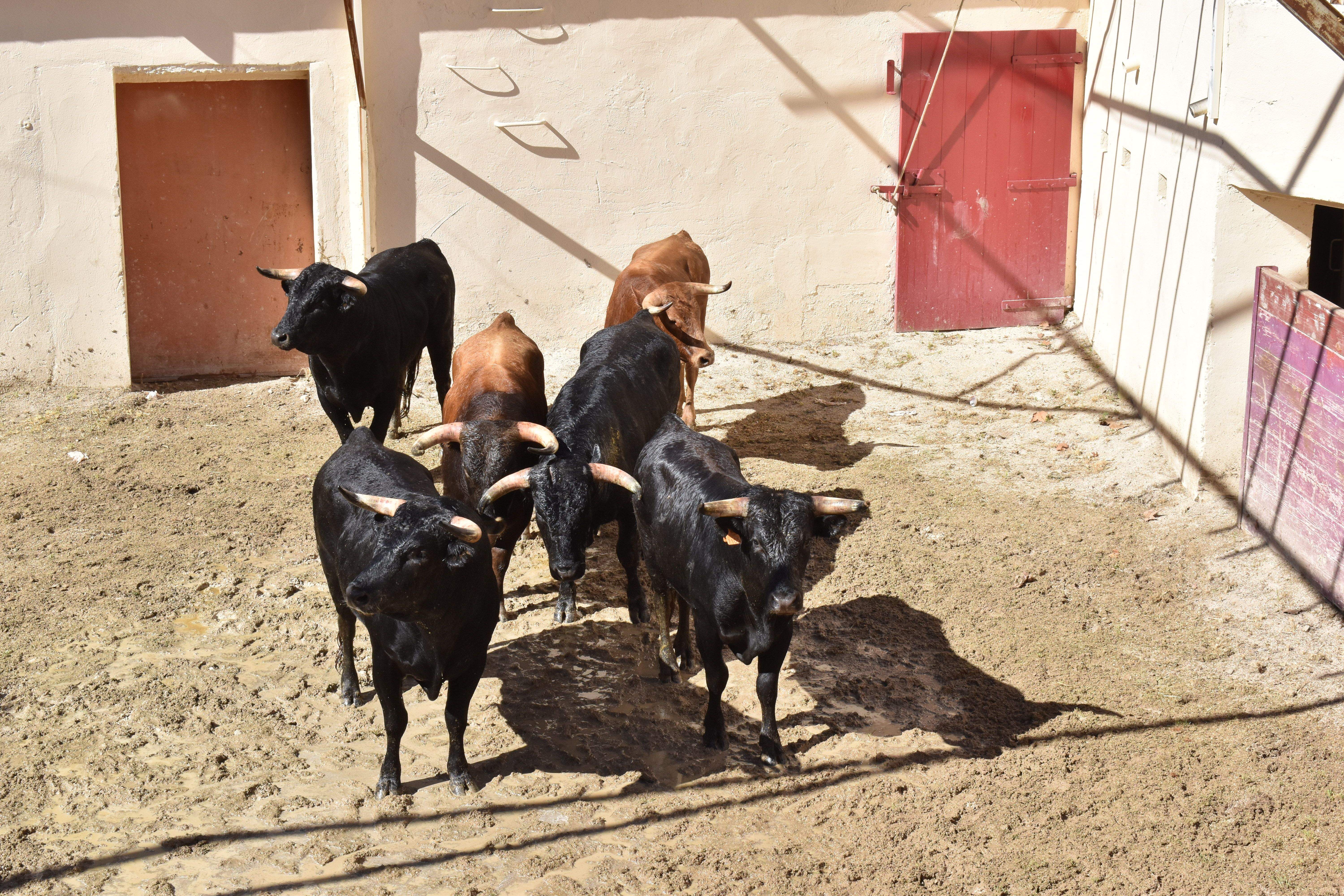 Los novillos del festejo de este sábado ya descansan en los corrales de la Plaza de Toros de Huesca. Foto: Carlos Jalle