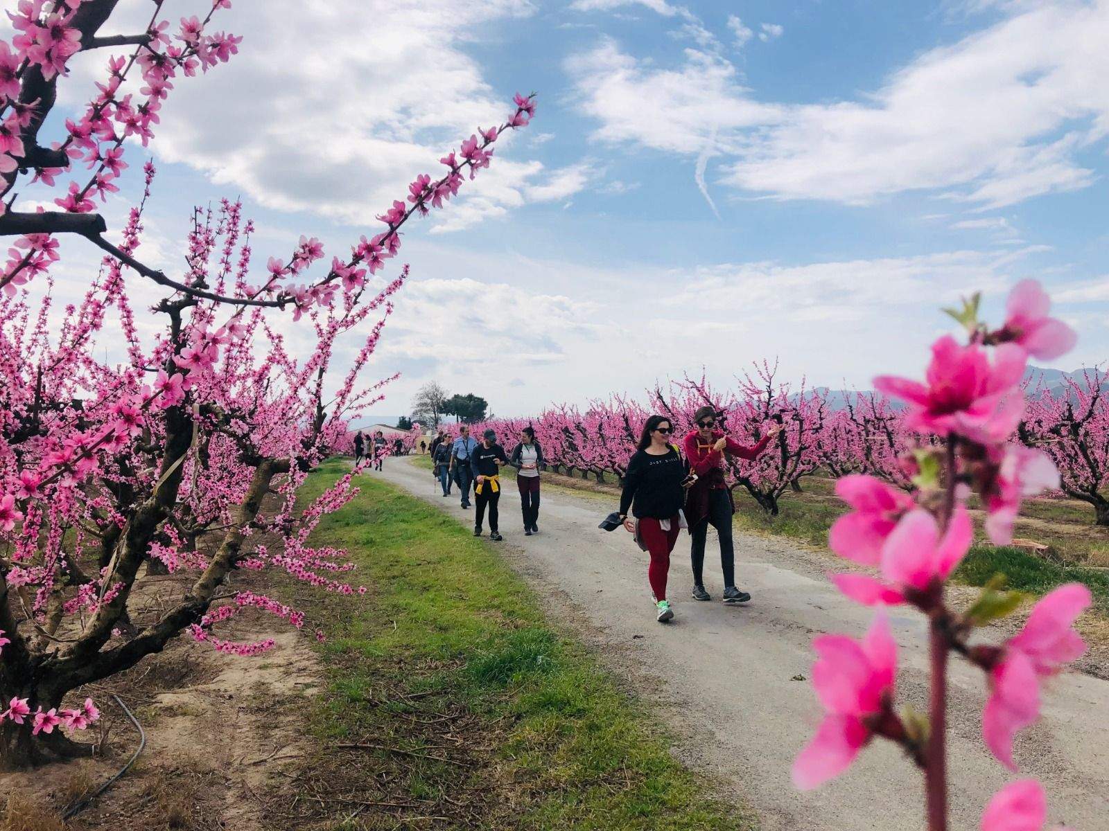 Ruta de la floración por Torrente de Cinca en una pasada edición.
